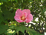 酔芙蓉