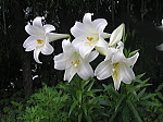 鉄砲百合