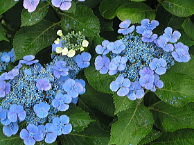紫陽花1