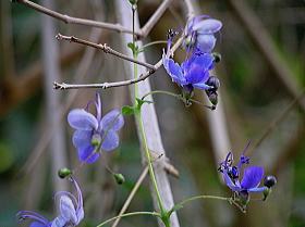 クレロデンドロム ウガンデンセ