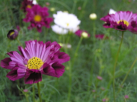 秋桜（ダブルクリック）