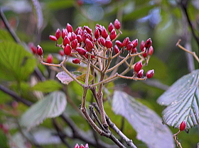 莢蒾（がまずみ）