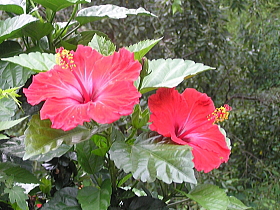 ハイビスカス（仏桑華 ぶっそうげ）