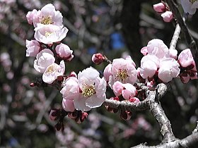 桜（薄色縮緬）
