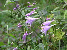 小葉擬宝珠（こばぎぼし）