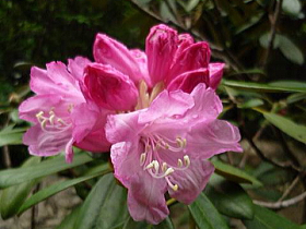 日本石楠花（佐渡）