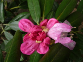 日本石楠花（隠岐／あずま）