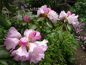 日本石楠花（隠岐）