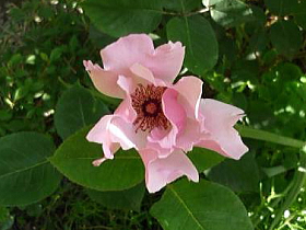 薔薇（デインティ・ベス）