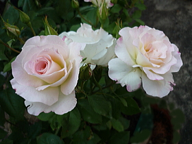 薔薇（マチルダ）