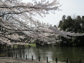 狭山・智光山の桜