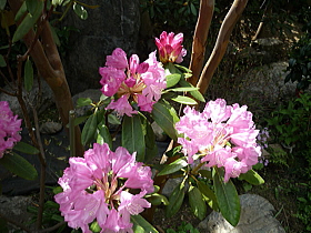 日本石楠花（佐渡）