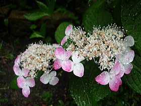 山紫陽花（くれない）