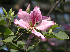 紫蘇芯花（むらさきそしんか）