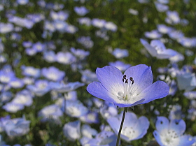 ネモフィラ（瑠璃唐草）