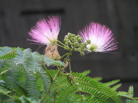 合歓（ねむ）の花