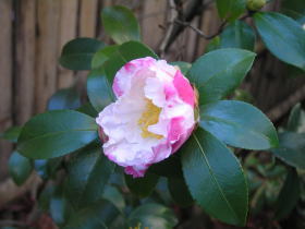 山茶花（御美衣）