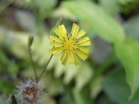 鬼田平子（おにたびらこ）