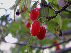 山茱萸（さんしゅゆ）の実