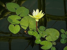 睡蓮（セントルイスゴールド）