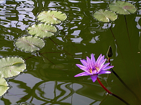 睡蓮（ディレクターＧＴムーア）