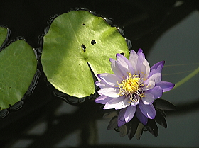 睡蓮（ギガンティア）