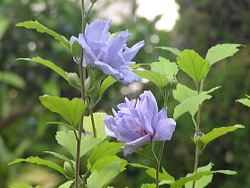 立葵（梅雨葵）