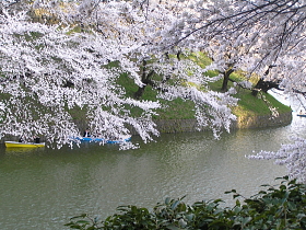桜（染井吉野）