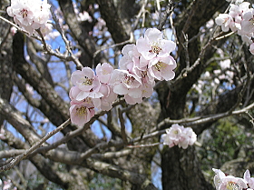 梅（薄色縮緬）