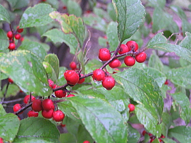 梅擬（うめもどき）