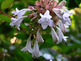 アベリア（はなつくばねうつぎ）