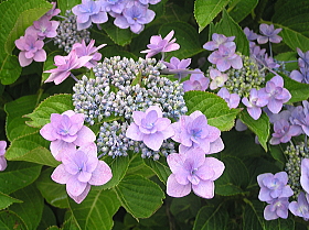 紫陽花２