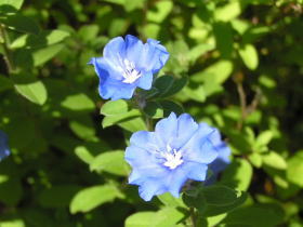 アメリカンブルー