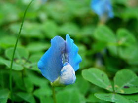 ブルークローバー