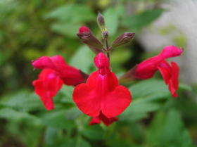 チェリーセイジ