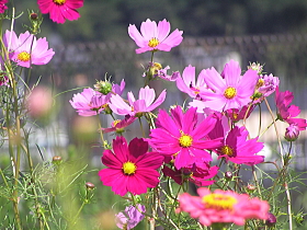 コスモス