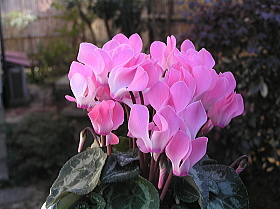 シクラメン（ミニ）