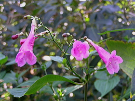 ディフィルゴサ・コロラタ