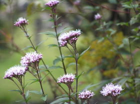 藤袴（ふじばかま）