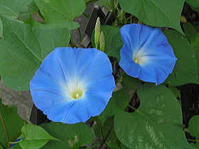 西洋朝顔（ヘヴンリーブルー）