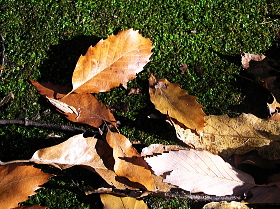 枯葉２