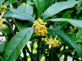 金木犀（きんもくせい）