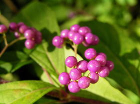 小紫式部（こむらさきしきぶ）