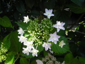 紫陽花（墨田の花火）