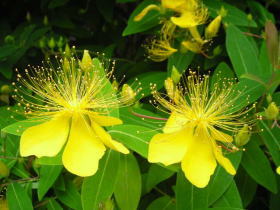 未央柳（ビヨウヤナギ）