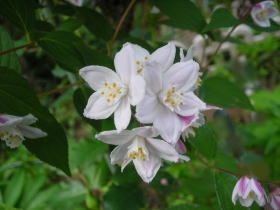 姫卯木（ヒメウツギ）