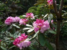 日本石楠花・佐渡