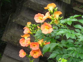 凌霄花（ノウゼンカズラ）