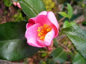 太郎冠者（有楽椿）