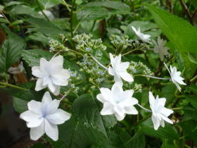 紫陽花・墨田の花火